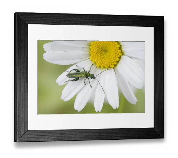 Framed Print : Thick-legged Flower Beetle (Oedemera nobilis) adult male, resting on flower, England, june Framed Print : Thick-legged Flower Beetle (Oedemera nobilis) adult male, resting on flower, England, june