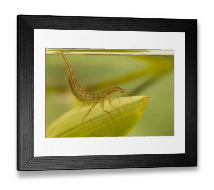 Framed Print : Great Diving Beetle (Dytiscus marginalis) larva, at surface of water, Derbyshire, England, july