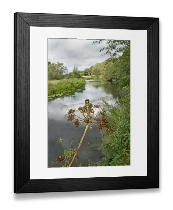 Framed Print : Southern Hawker (Aeshna cyanea) adult female, resting on umbellifer seedhead in riverside habitat, England Framed Print : Southern Hawker (Aeshna cyanea) adult female, resting on umbellifer seedhead in riverside habitat, England