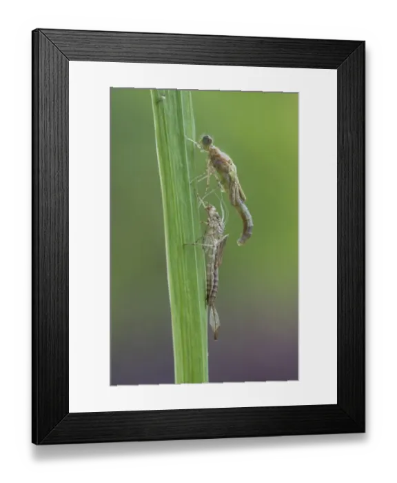 Framed Print : Large Red Damselfly (Pyrrhosoma nymphula) adult, emerging from exuvia at dew pond, Lathkil Dale, Peak District, Derbyshire, England, june Framed Print : Large Red Damselfly (Pyrrhosoma nymphula) adult, emerging from exuvia at dew pond, Lathkil Dale, Peak District, Derbyshire, England, june