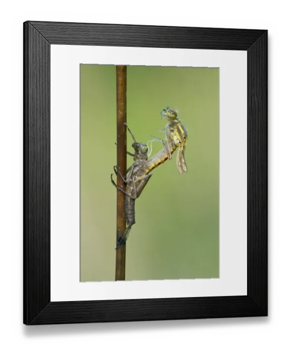Framed Print : Large Red Damselfly (Pyrrhosoma nymphula) adult, emerging from exuvia, Leicestershire, England, april Framed Print : Large Red Damselfly (Pyrrhosoma nymphula) adult, emerging from exuvia, Leicestershire, England, april