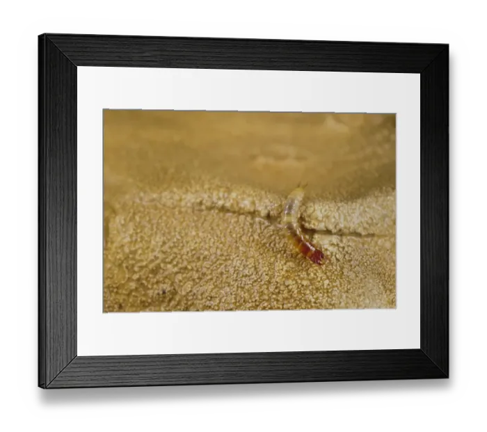 Framed Print : Cave Carabid Beetle (Sphodropsis ghilianii) larva, in cave, Grotta delle Vene (Veins Cave), Ormea, Cuneo Province, Piedmont, Italy, january Framed Print : Cave Carabid Beetle (Sphodropsis ghilianii) larva, in cave, Grotta delle Vene (Veins Cave), Ormea, Cuneo Province, Piedmont, Italy, january