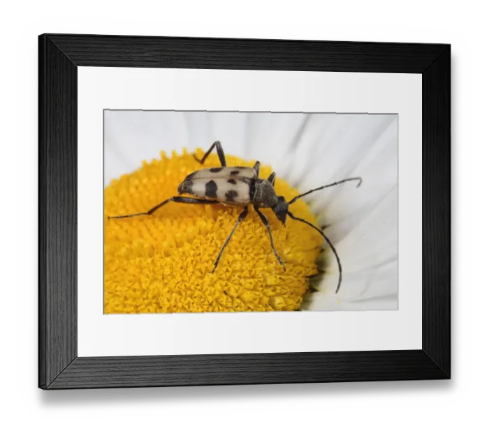 Framed Print : Speckled Longhorn Beetle (Pachytodes cerambyciformis) adult, feeding on Ox-eye Daisy (Leucanthemum vulgare) flower, Powys, Wales, june Framed Print : Speckled Longhorn Beetle (Pachytodes cerambyciformis) adult, feeding on Ox-eye Daisy (Leucanthemum vulgare) flower, Powys, Wales, june