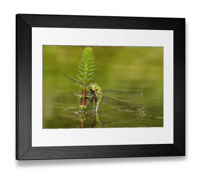 Framed Print : Emperor Dragonfly (Anax imperator) adult female, laying eggs in submerged aquatic vegetation, Oxfordshire, England Framed Print : Emperor Dragonfly (Anax imperator) adult female, laying eggs in submerged aquatic vegetation, Oxfordshire, England