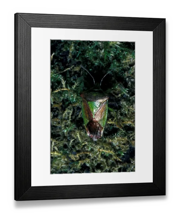 Framed Print : BugShield Hawthorn (Acanthosoma haemorrhoidale) Close-up  /  on moss