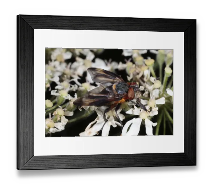 Framed Print : Tachinid Fly (Alophora hemiptera) adult male, feeding on Hogweed (Heracleum sphondylium) flower, Powys, Wales, july Framed Print : Tachinid Fly (Alophora hemiptera) adult male, feeding on Hogweed (Heracleum sphondylium) flower, Powys, Wales, july