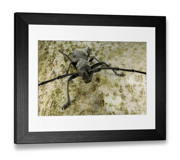 Framed Print : Longhorn Beetle (Morimus asper) adult, standing on tree trunk, Italy, june Framed Print : Longhorn Beetle (Morimus asper) adult, standing on tree trunk, Italy, june