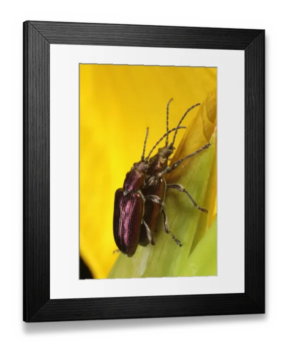 Framed Print : Reed Leaf Beetle (Donacia vulgaris) adult pair, mating on Yellow Iris (Iris pseudacorus) flower, Powys, Wales, june Framed Print : Reed Leaf Beetle (Donacia vulgaris) adult pair, mating on Yellow Iris (Iris pseudacorus) flower, Powys, Wales, june