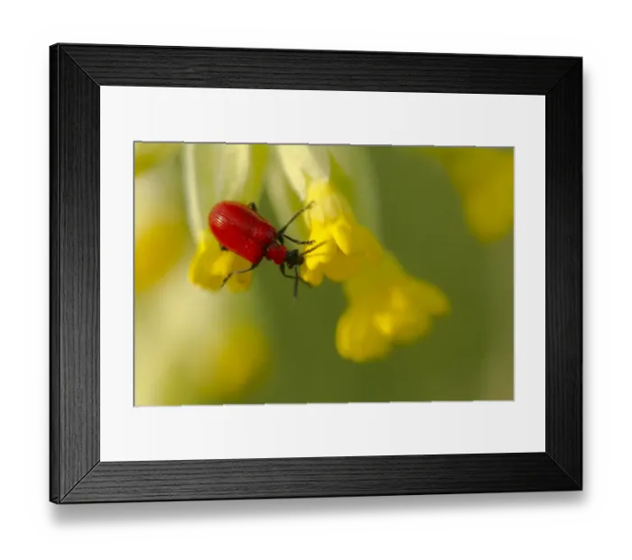 Framed Print : Scarlet Lily Beetle (Lilioceris lilii) adult, resting on Cowslip (Primula veris) flowers, Derbyshire, England, may Framed Print : Scarlet Lily Beetle (Lilioceris lilii) adult, resting on Cowslip (Primula veris) flowers, Derbyshire, England, may