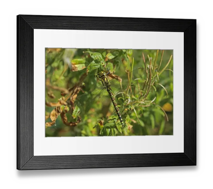 Framed Print : Southern Hawker (Aeshna cyanea) adult female, resting on leaf, Whitlingham, The Broads, Norfolk, England, august Framed Print : Southern Hawker (Aeshna cyanea) adult female, resting on leaf, Whitlingham, The Broads, Norfolk, England, august