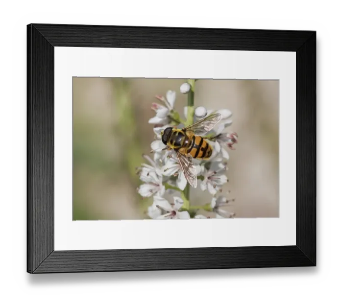 Framed Print : Hoverfly (Myathropa florea) adult, feeding on flower in garden, Essex, England, august Framed Print : Hoverfly (Myathropa florea) adult, feeding on flower in garden, Essex, England, august