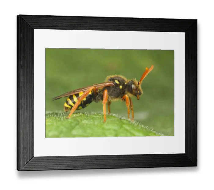 Framed Print : Nomad Bee (Nomada sp. ) adult, resting on leaf, Leicestershire, England, may Framed Print : Nomad Bee (Nomada sp. ) adult, resting on leaf, Leicestershire, England, may