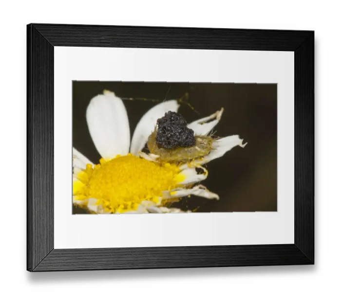 Framed Print : Green Tortoise Beetle (Cassida viridis) larva, with protective droppings, Spain, may