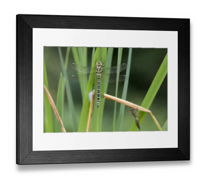 Framed Print : Southern Hawker (Aeshna cyanea) teneral adult, emerged five hours ago, near exuvia on leaf, Sheffield, South Yorkshire, England, september