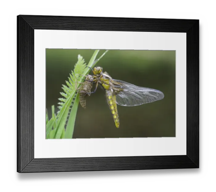 Framed Print : Broad-bodied Chaser (Libellula depressa) adult female, newly emerged from exuvia, resting on grass at edge of garden pond, Bentley, Suffolk, England, may Framed Print : Broad-bodied Chaser (Libellula depressa) adult female, newly emerged from exuvia, resting on grass at edge of garden pond, Bentley, Suffolk, England, may