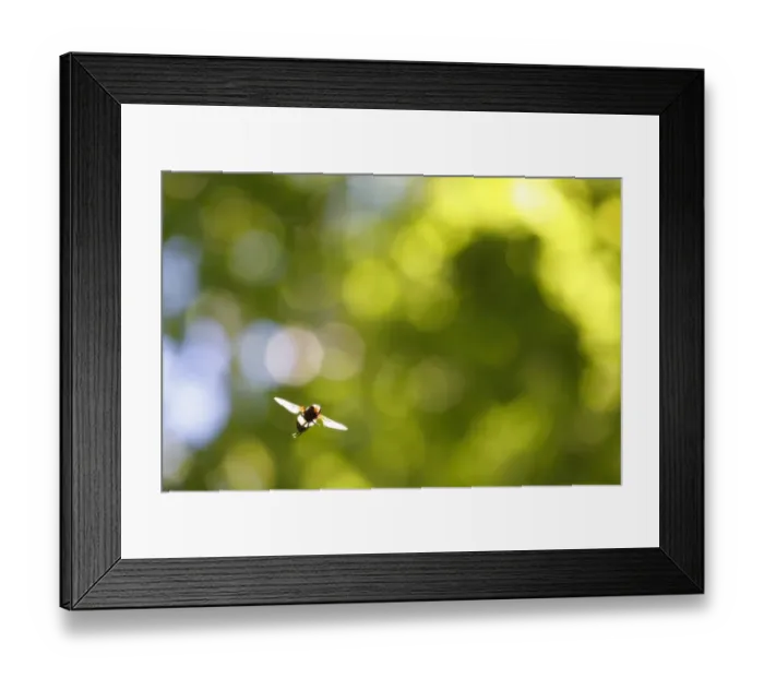 Framed Print : Pellucid Hoverfly (Volucella pellucens) adult male, in flight, hovering in woodland glade, Powys, Wales, june