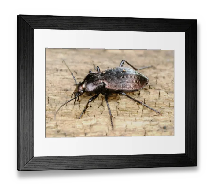 Framed Print : Ground Beetle (Carabus concolor) adult, standing on log, Italy, august Framed Print : Ground Beetle (Carabus concolor) adult, standing on log, Italy, august