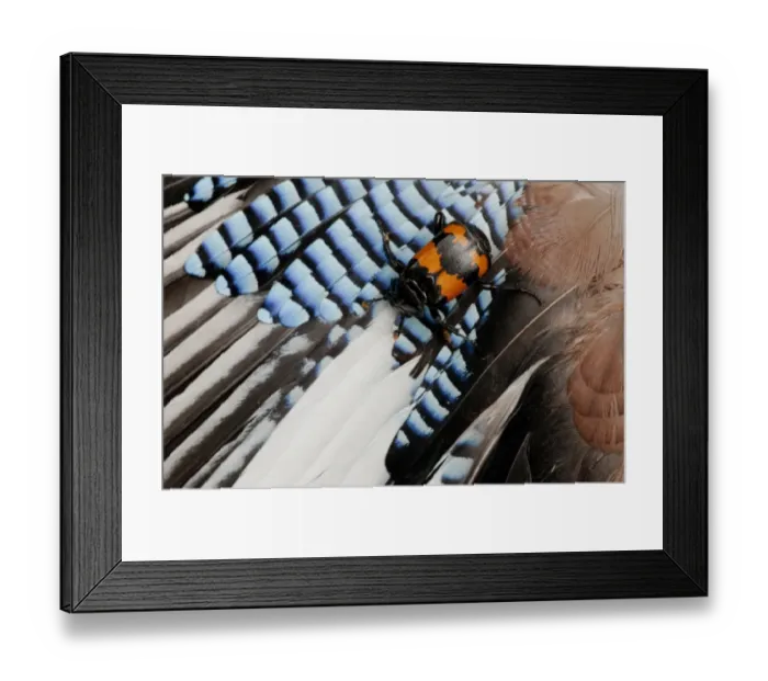 Framed Print : Burying Beetle (Nicrophorus investigator) adult, on dead Eurasian Jay (Garrulus glandarius) wing feathers, England, july Framed Print : Burying Beetle (Nicrophorus investigator) adult, on dead Eurasian Jay (Garrulus glandarius) wing feathers, England, july