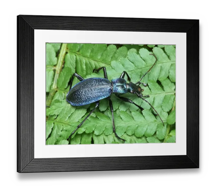 Framed Print : Blue Ground Beetle (Carabus intricatus) adult, resting on fern fronds, Cannobina Valley, Piedmont, Northern Italy, july