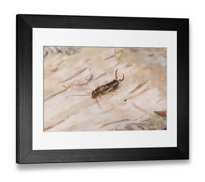 Framed Print : Common Earwig (Forficula auricularia) adult male, resting on birch log, England Framed Print : Common Earwig (Forficula auricularia) adult male, resting on birch log, England