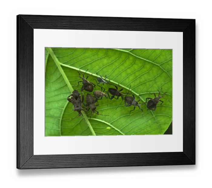 Framed Print : Orange-tipped Leaf-footed Bug (Anasa tristis) introduced species, adults and nymphs, group on underside of leaf, Trivandrum, Kerala, India Framed Print : Orange-tipped Leaf-footed Bug (Anasa tristis) introduced species, adults and nymphs, group on underside of leaf, Trivandrum, Kerala, India