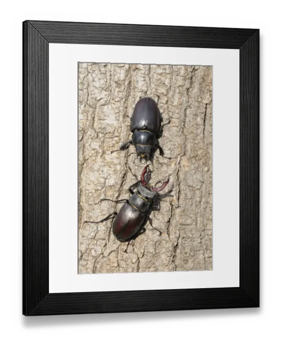 Framed Print : Greater Stag Beetle (Lucanus cervus) adult male and female, facing each other on tree trunk, Oxfordshire, England Framed Print : Greater Stag Beetle (Lucanus cervus) adult male and female, facing each other on tree trunk, Oxfordshire, England