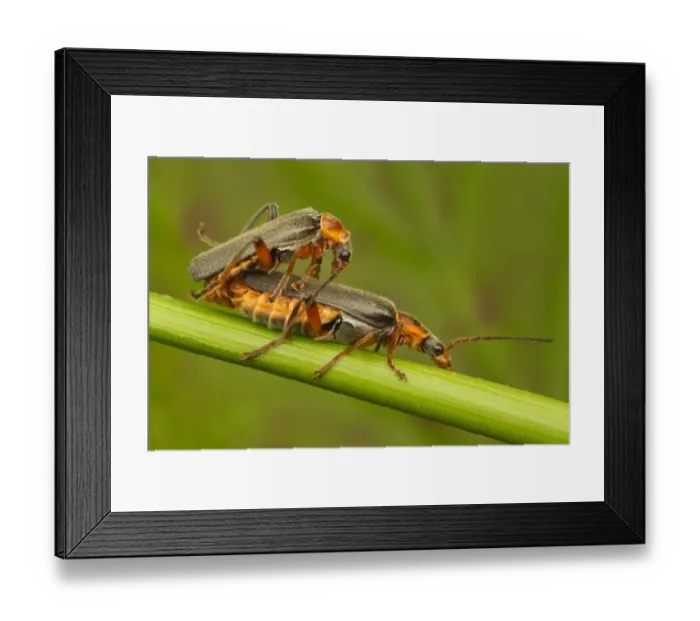 Framed Print : Soldier Beetle (Cantharis nigricans) adult pair, mating, Leicestershire, England, may
