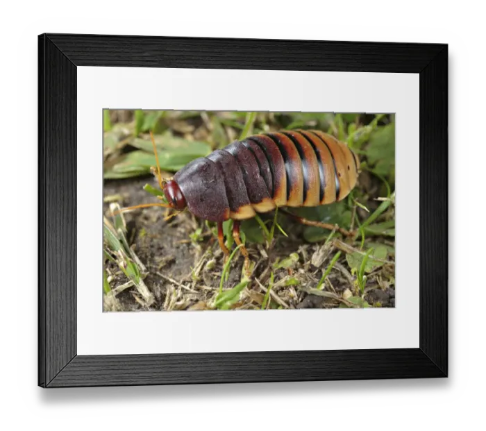 Framed Print : Cape Mountain Cockroach (Aptera fusca) adult female, Otter Trail, Garden Route, Western Cape, South Africa Framed Print : Cape Mountain Cockroach (Aptera fusca) adult female, Otter Trail, Garden Route, Western Cape, South Africa