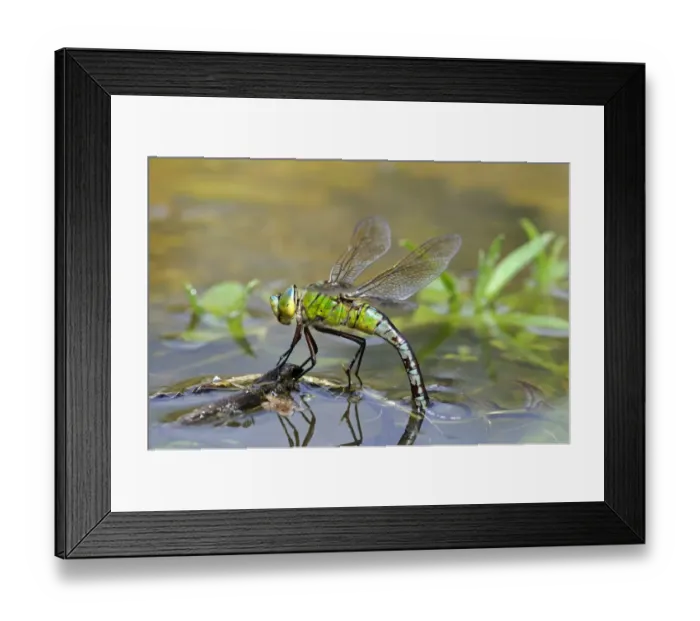 Framed Print : Emperor Dragonfly (Anax imperator) adult female, laying eggs in vegetation at water surface, Oxfordshire, England, august Framed Print : Emperor Dragonfly (Anax imperator) adult female, laying eggs in vegetation at water surface, Oxfordshire, England, august