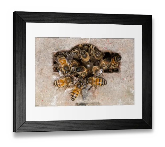Framed Print : Western Honey Bee (Apis mellifera) adults, nesting in Thames Water hydrant chamber, extremely unusual behaviour as honey bees don't nest underground because of risk of flooding, Crossness Nature Reserve, Bexley, Kent, England, may Framed Print : Western Honey Bee (Apis mellifera) adults, nesting in Thames Water hydrant chamber, extremely unusual behaviour as honey bees don't nest underground because of risk of flooding, Crossness Nature Reserve, Bexley, Kent, England, may