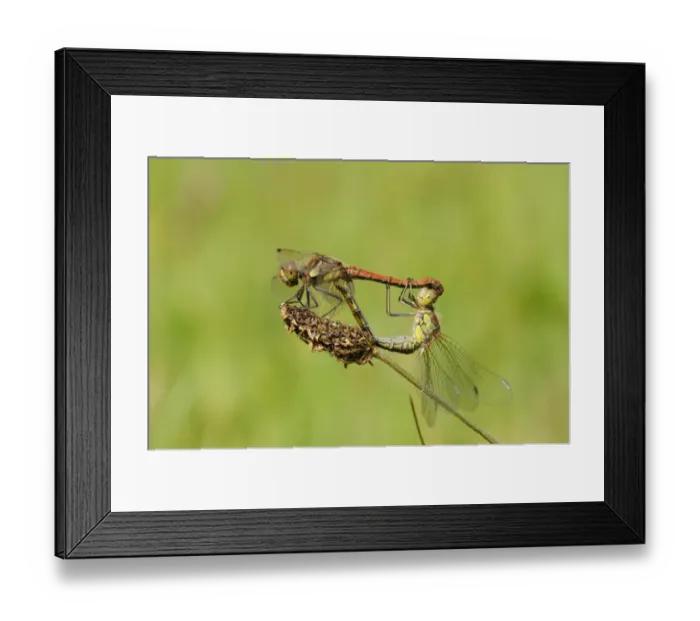 Framed Print : Common Darter Dragonfly (Sympetrum striolatum) adult pair, mating in wheel position, Oxfordshire, England