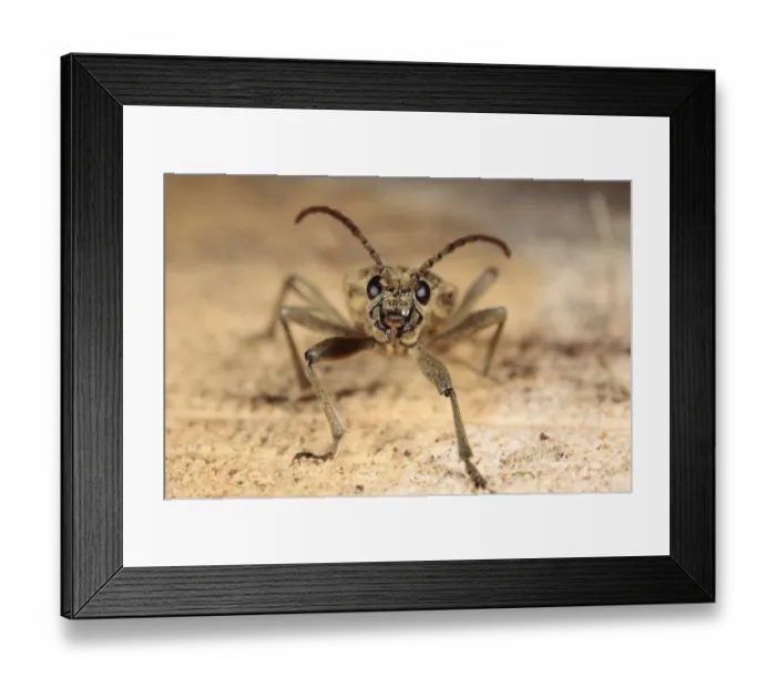 Framed Print : Black-spotted Longhorn Beetle (Rhagium mordax) adult, standing on cut stump of Oak (Quercus sp. ) tree, Powys, Wales, april Framed Print : Black-spotted Longhorn Beetle (Rhagium mordax) adult, standing on cut stump of Oak (Quercus sp. ) tree, Powys, Wales, april