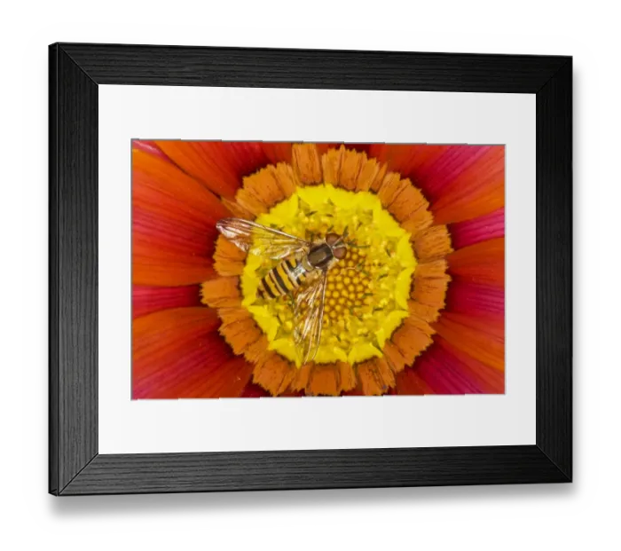 Framed Print : Marmalade Hoverfly (Episyrphus balteatus) adult, feeding on gazania flower, Essex, England, august