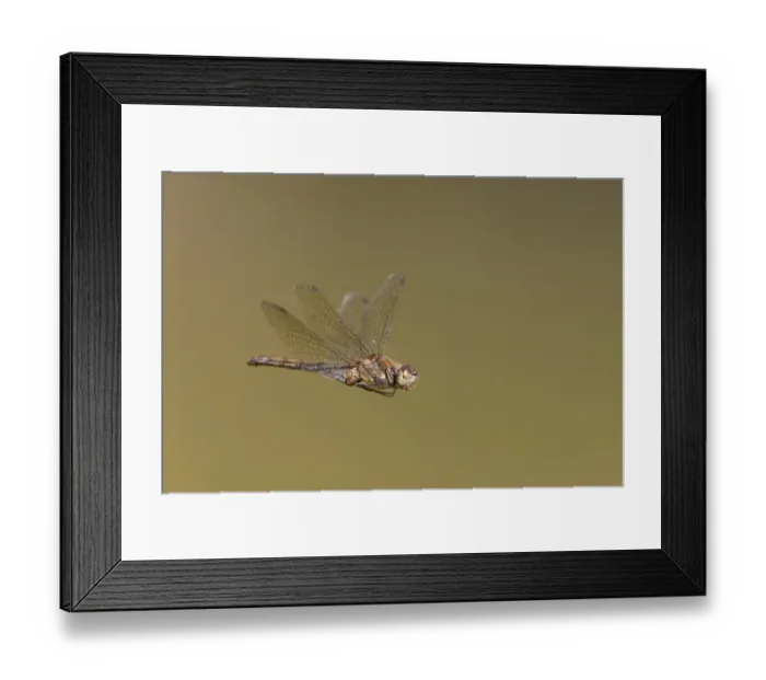 Framed Print : Common Darter (Sympetrum striolatum) adult female, in flight, Minsmere RSPB Reserve, Suffolk, England, september Framed Print : Common Darter (Sympetrum striolatum) adult female, in flight, Minsmere RSPB Reserve, Suffolk, England, september