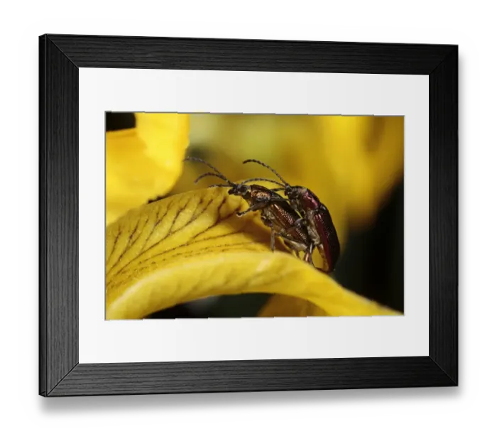 Framed Print : Reed Leaf Beetle (Donacia vulgaris) adult pair, mating on Yellow Iris (Iris pseudacorus) flower, Powys, Wales, june Framed Print : Reed Leaf Beetle (Donacia vulgaris) adult pair, mating on Yellow Iris (Iris pseudacorus) flower, Powys, Wales, june