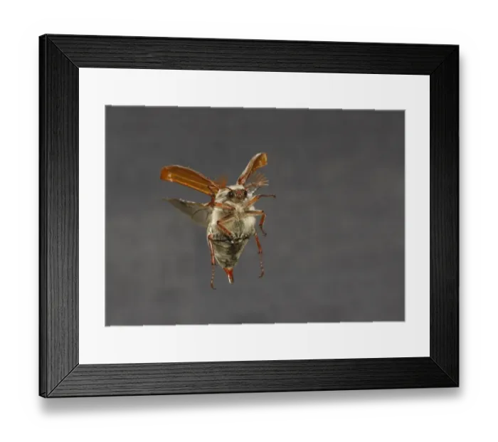 Framed Print : Cockchafer (Melolontha melolontha) adult male, in flight, Leicestershire, England, may (controlled) Framed Print : Cockchafer (Melolontha melolontha) adult male, in flight, Leicestershire, England, may (controlled)