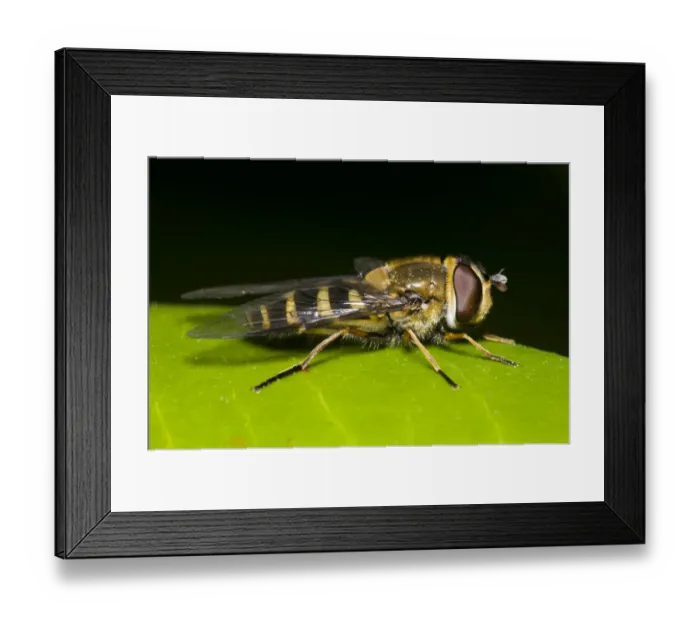 Framed Print : Wasp-mimic Hoverfly (Syrphus vitripennis) adult, resting on leaf, Belvedere, Kent, England, march Framed Print : Wasp-mimic Hoverfly (Syrphus vitripennis) adult, resting on leaf, Belvedere, Kent, England, march