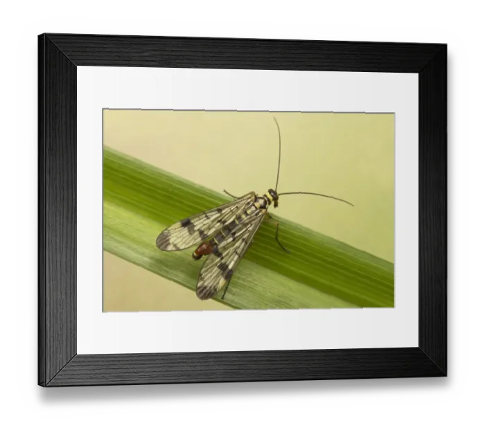 Framed Print : Common Scorpionfly (Panorpa communis) adult male, resting on leaf, Leicestershire, England, june Framed Print : Common Scorpionfly (Panorpa communis) adult male, resting on leaf, Leicestershire, England, june