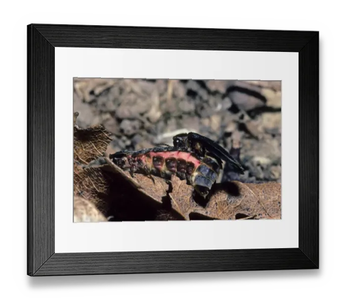Framed Print : Common Glow-worm (Lampyris noctiluca) adult pair, mating, North Downs, Kent, England Framed Print : Common Glow-worm (Lampyris noctiluca) adult pair, mating, North Downs, Kent, England