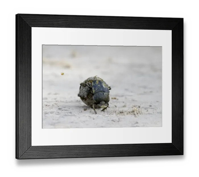 Framed Print : Dung Beetle (Scarabaeidae sp. ) adult, rolling ball of dung, with fly in flight, Okavango Delta, Botswana Framed Print : Dung Beetle (Scarabaeidae sp. ) adult, rolling ball of dung, with fly in flight, Okavango Delta, Botswana