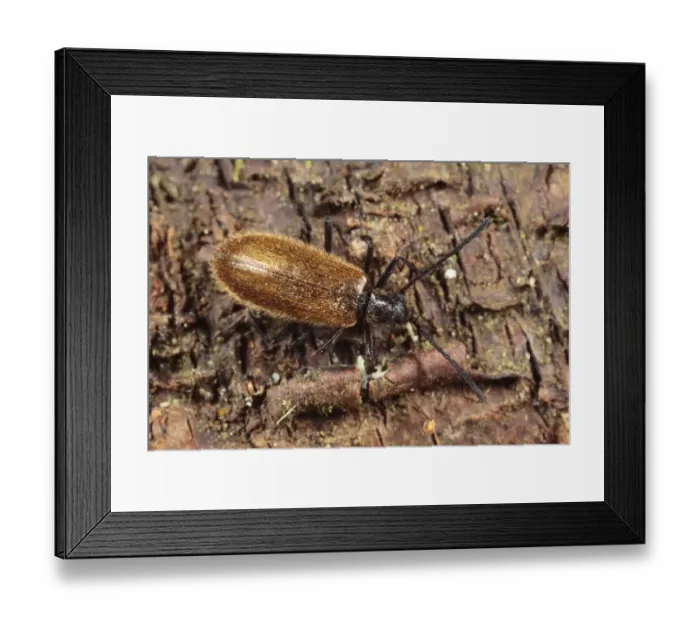 Framed Print : Darkling Beetle (Lagria hirta) adult, standing on birch bark, Powys, Wales, october Framed Print : Darkling Beetle (Lagria hirta) adult, standing on birch bark, Powys, Wales, october