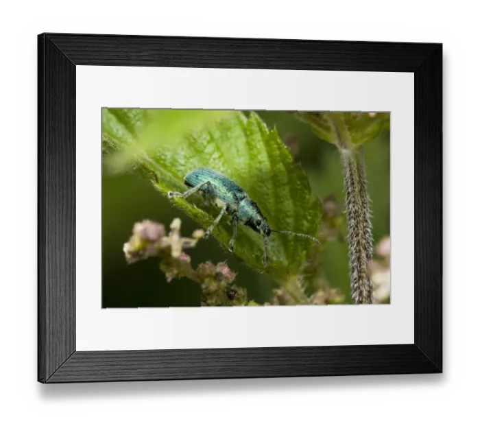 Framed Print : Green Nettle Weevil (Phyllobius viridiaeris) adult, resting on Stinging Nettle (Urtica dioica) leaf, Priory Water Nature Reserve, Leicestershire, England, june Framed Print : Green Nettle Weevil (Phyllobius viridiaeris) adult, resting on Stinging Nettle (Urtica dioica) leaf, Priory Water Nature Reserve, Leicestershire, England, june