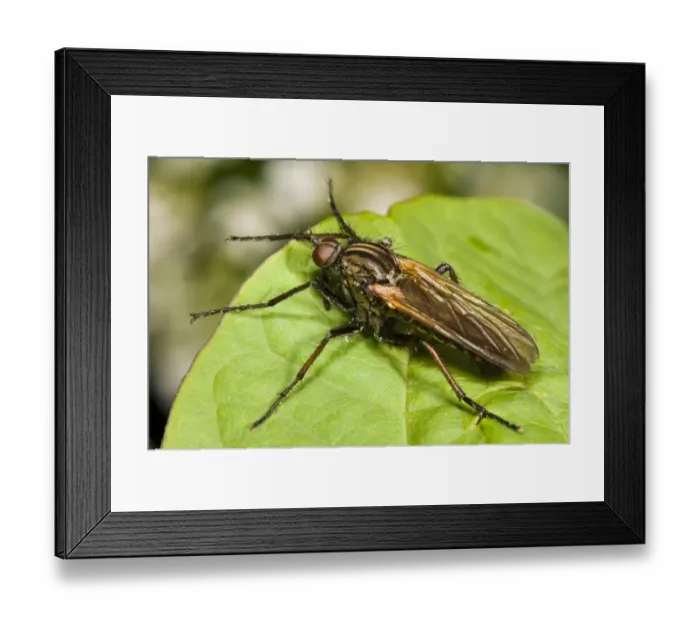 Framed Print : Dance Fly (Empis tessellata) adult, resting on leaf, Crossness Nature Reserve, Bexley, Kent, England, may Framed Print : Dance Fly (Empis tessellata) adult, resting on leaf, Crossness Nature Reserve, Bexley, Kent, England, may