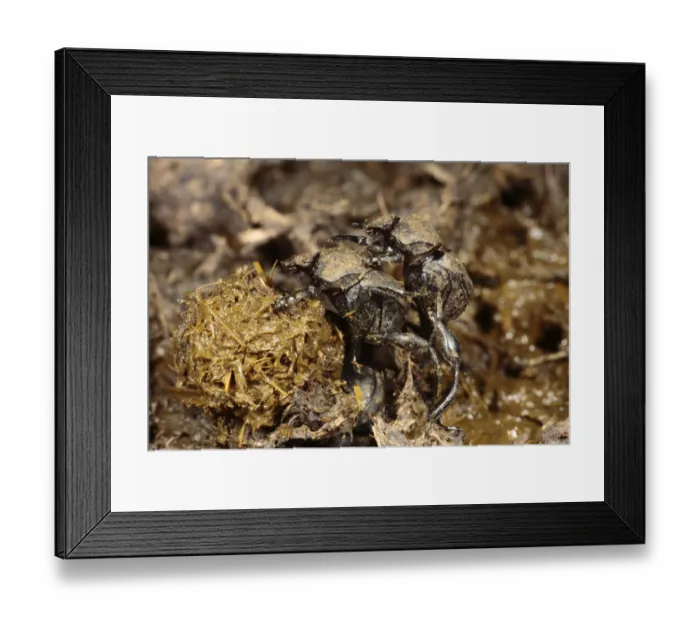 Framed Print : Dung Beetle (Sisyphus schaefferi) adult pair, making ball of cow dung, near Foix, Pyrenees, Ariege, France, may Framed Print : Dung Beetle (Sisyphus schaefferi) adult pair, making ball of cow dung, near Foix, Pyrenees, Ariege, France, may