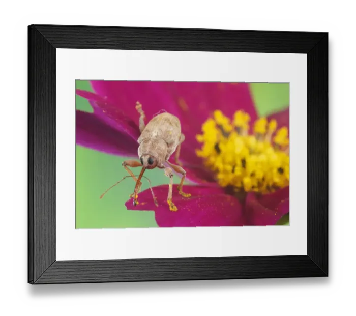 Framed Print : Chestnut Weevil (Curculio elephas) adult, with pollen on rostrum and legs, standing on flower, Italy Framed Print : Chestnut Weevil (Curculio elephas) adult, with pollen on rostrum and legs, standing on flower, Italy