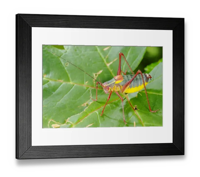 Framed Print : Bush-cricket (Barbitistes onustus) adult, standing on leaf, Italy, july Framed Print : Bush-cricket (Barbitistes onustus) adult, standing on leaf, Italy, july