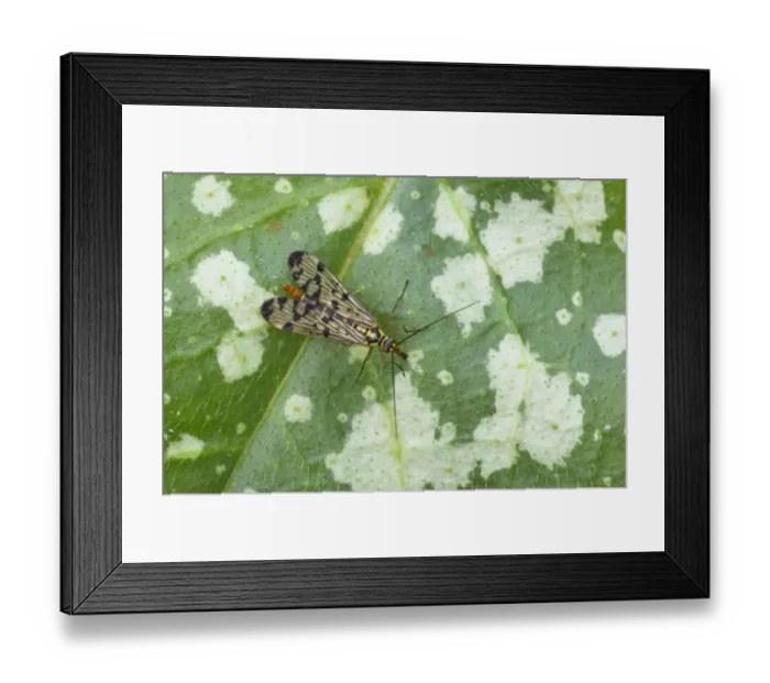 Framed Print : Common Scorpionfly (Panorpa communis) adult female, resting on leaf, Essex, England