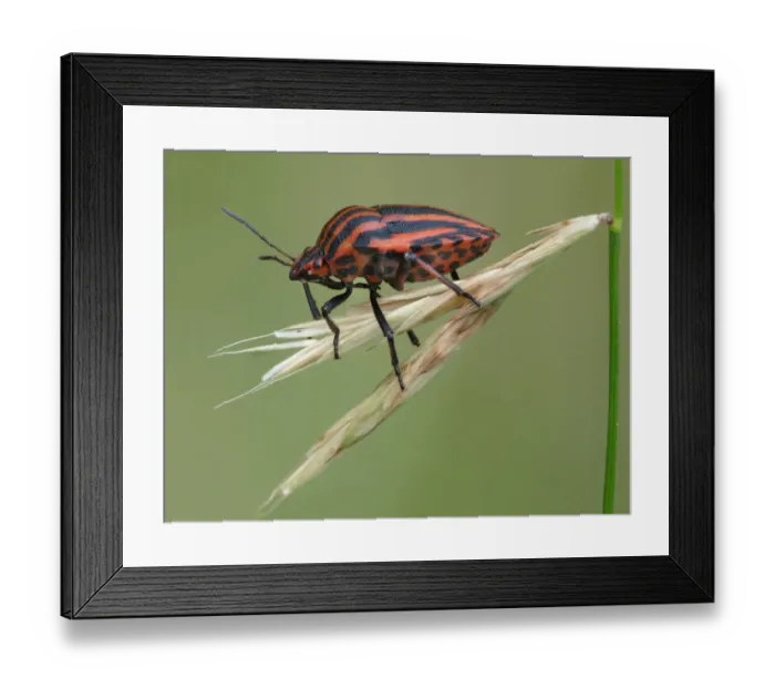 Framed Print : Red-and-black Striped Shieldbug (Graphosoma italicum) adult, resting on grass, Cannobina Valley, Piedmont, Northern Italy, july Framed Print : Red-and-black Striped Shieldbug (Graphosoma italicum) adult, resting on grass, Cannobina Valley, Piedmont, Northern Italy, july