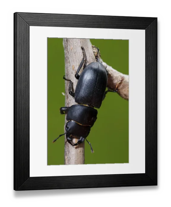 Framed Print : Lesser Stag Beetle (Dorcus parallelipipedus) adult, climbing down twig in garden, Belvedere, Kent, England, june Framed Print : Lesser Stag Beetle (Dorcus parallelipipedus) adult, climbing down twig in garden, Belvedere, Kent, England, june