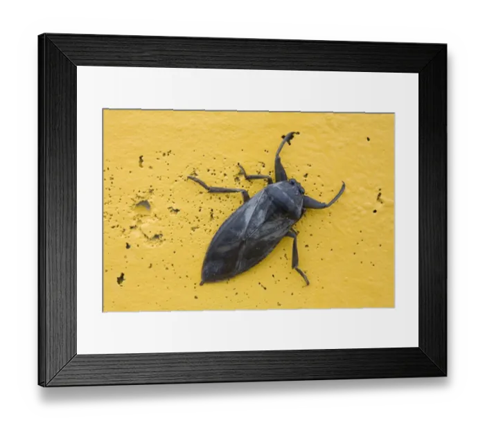 Framed Print : Eastern Toe-biter (Benacus griseus) adult, resting on lamp-post in town, North Dakota, U. S. A. october Framed Print : Eastern Toe-biter (Benacus griseus) adult, resting on lamp-post in town, North Dakota, U. S. A. october